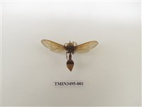 藏品(黃胸錐腹蜾蠃)的圖片